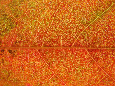 Free Textures From Bittbox — Leaves