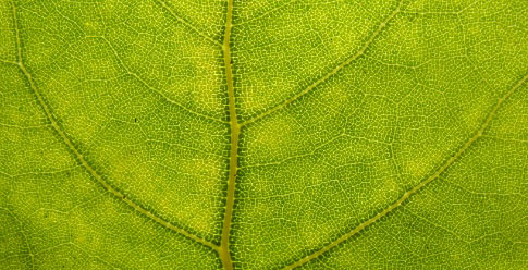 Free Leaves - Leafy Textures From Bittbox
