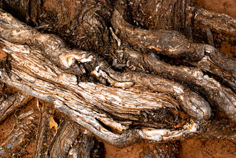 Free Textures — Mangled Tree Roots