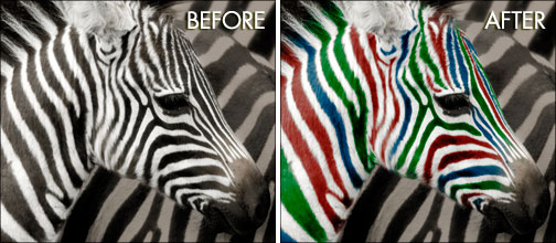 Using Photoshop To Change The Color Of The Stripes On A Zebra - Video Tutorial