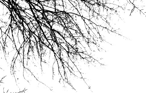 branches brushes photoshop free download